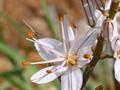 Asphodelus Fistulosus